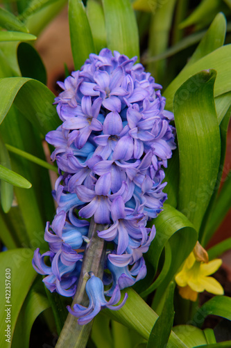 Photography Close-up of gorgeous colorful spring flowers