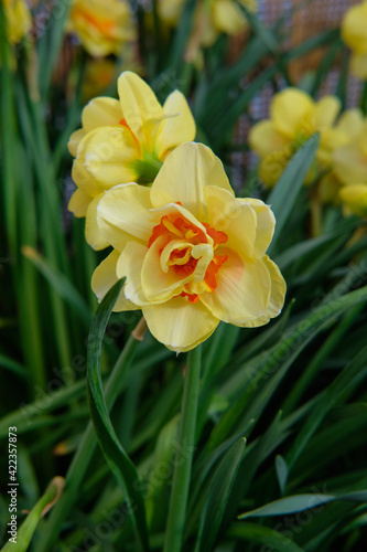 Canvas Print Close-up of gorgeous colorful spring flowers
