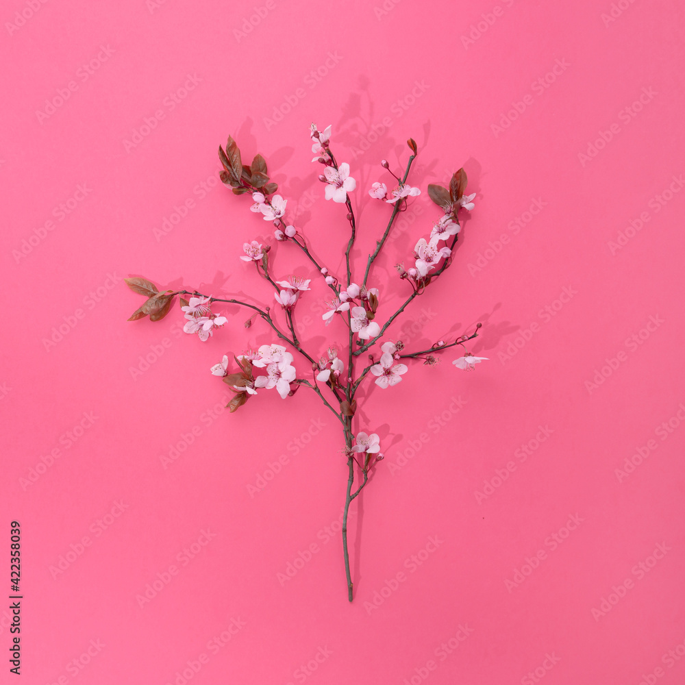 Fototapeta premium Blossom fruit tree flat lay on pink background.