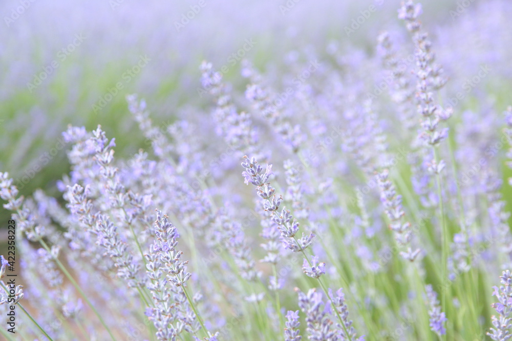 Fototapeta premium Field of Lavender, Lavandula angustifolia, Lavandula officinalis 