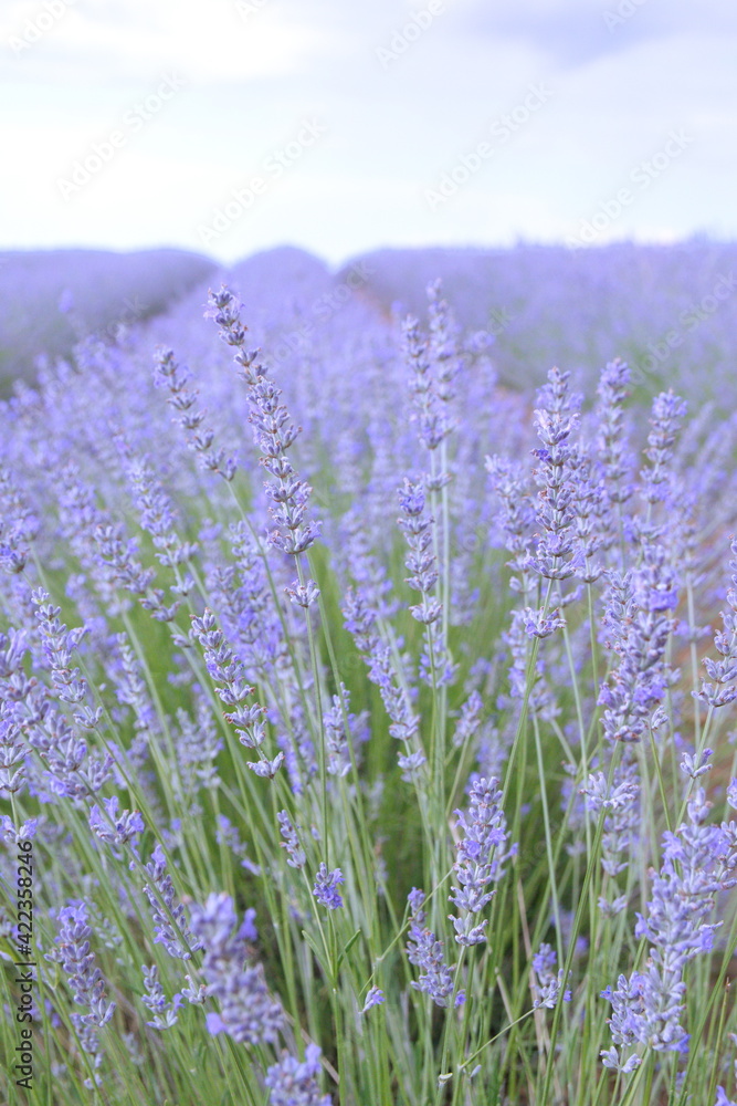 Fototapeta premium Field of Lavender, Lavandula angustifolia, Lavandula officinalis