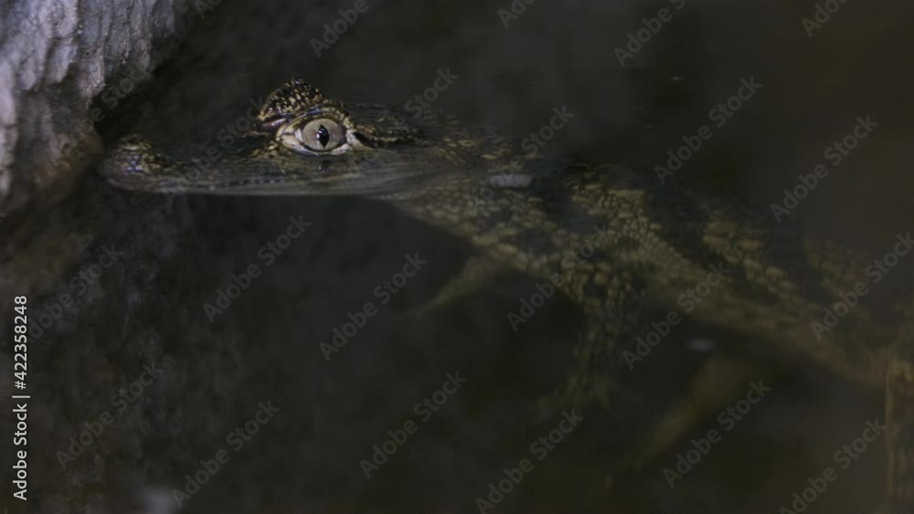 Caiman in the water just below the surface crocodillian Caiman in the water just below the surface crocodillian