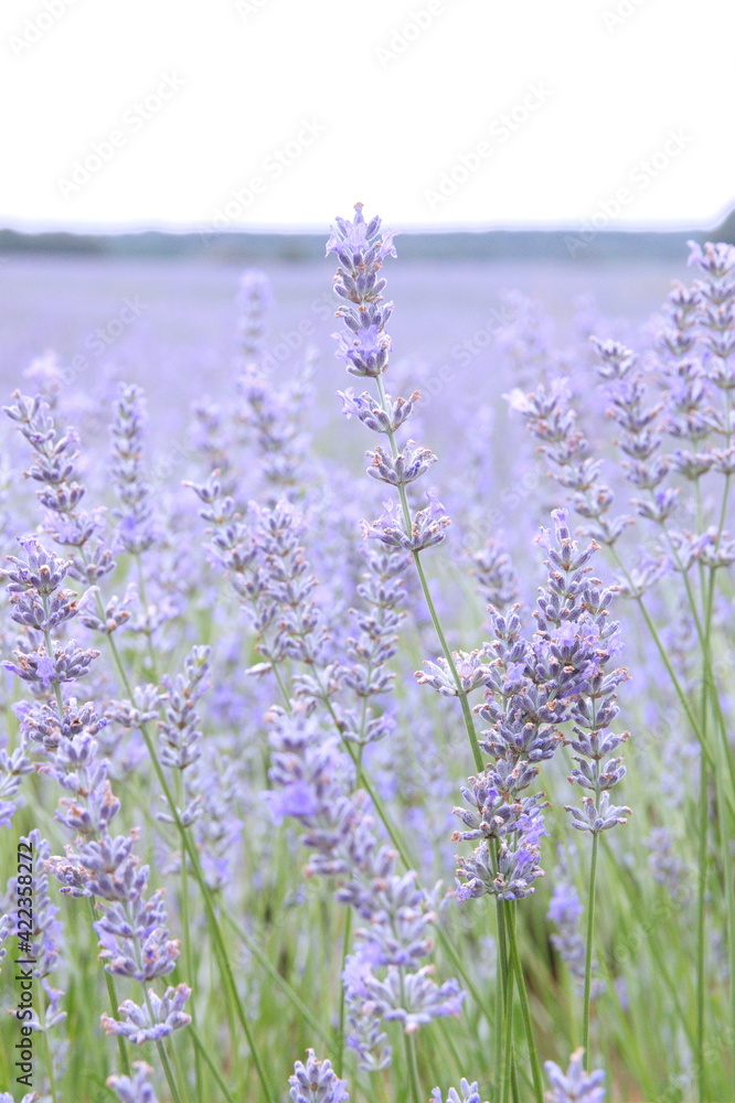Fototapeta premium Field of Lavender, Lavandula angustifolia, Lavandula officinalis 