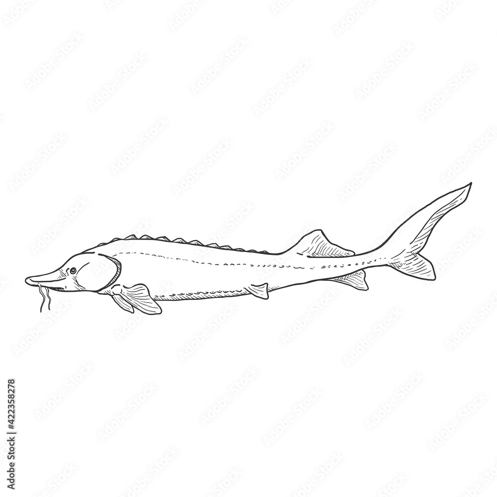 Fototapeta premium Sturgeon Sketch Fish Vector Illustration.