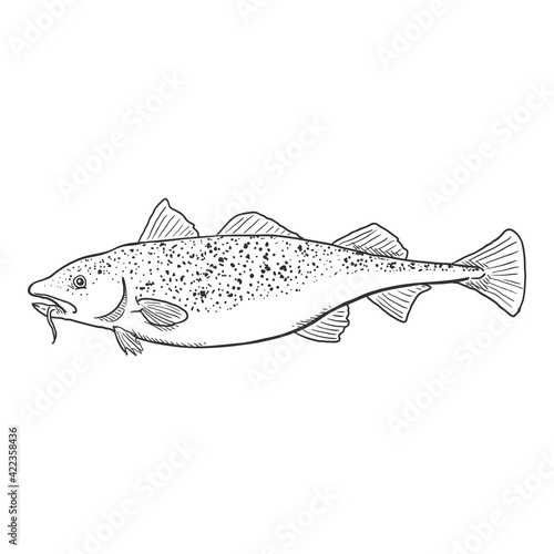 Sketch Cod Fish Vector Illustration.