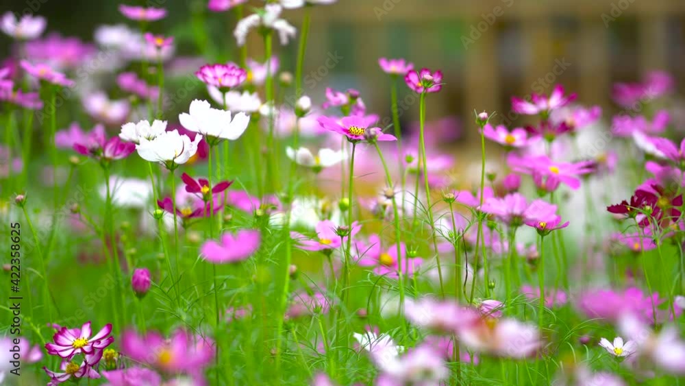 flowers in the field flowers in the field
