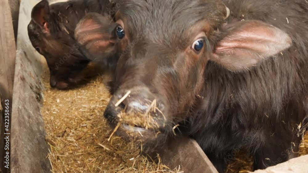 Buffalo calf eating hay breeding farm for the production of buffalo mozzarella in Italy Buffalo calf eating hay breeding farm for the production of buffalo mozzarella in Italy
