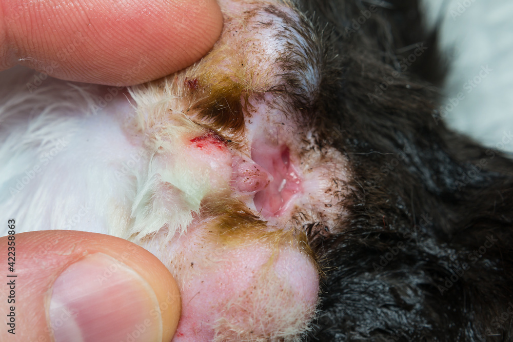 Hemaphrodites www.amazon.co.jp