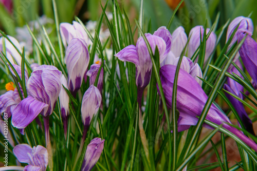 Photography Close-up of gorgeous colorful spring flowers