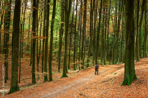 Jesień w lesie buków na Warmii w północno-wschodniej Polsce