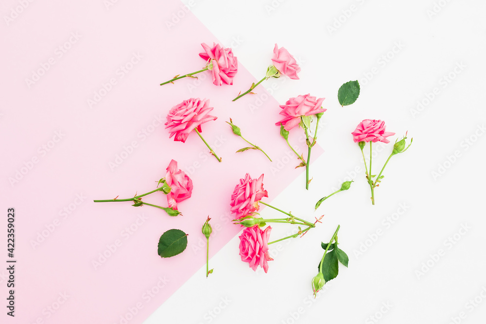 Pink and white background with pink roses flowers. Flat lay