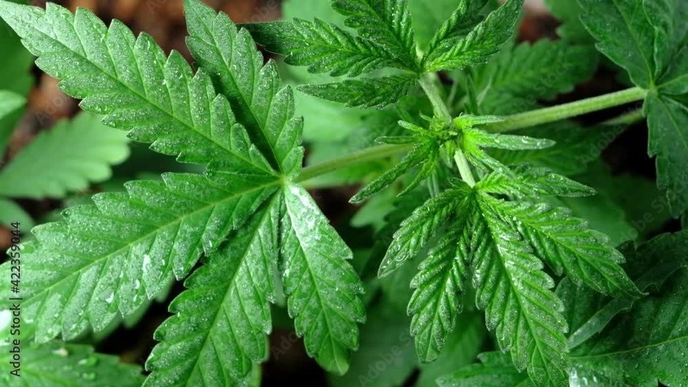 Green young medical cannabis plant leaf close-up plant marijuana naturally Health and wellbeing green cannabis. Horizontal Green young medical cannabis plant leaf close-up plant marijuana naturally Health and wellbeing green cannabis. Horizontal
