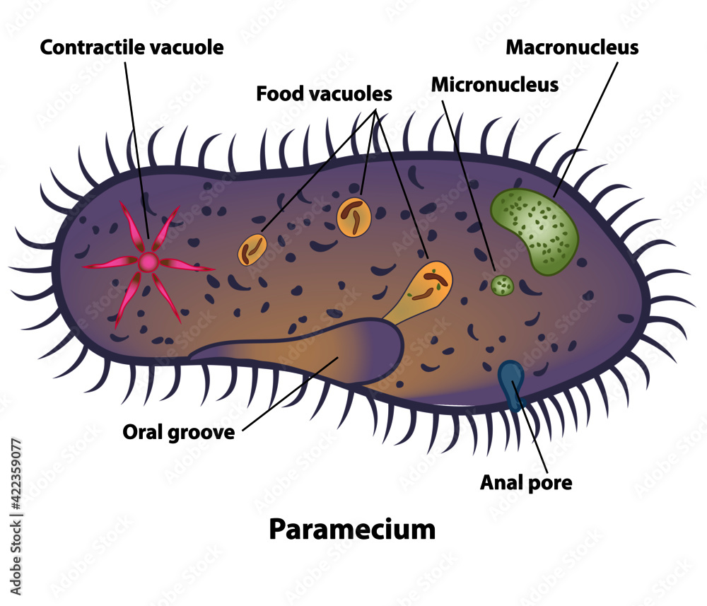 Paramecium, cell anatomy of a protozoa, labeling the cell structures