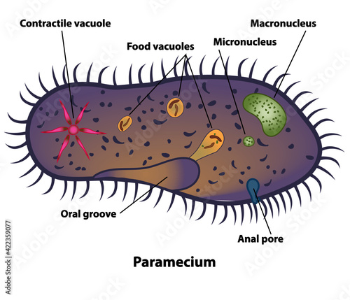 Paramecium, cell anatomy of a protozoa, labeling the cell structures with nucleus, oral groove, anal pore, contractile vacuole, and food vacuoles. 