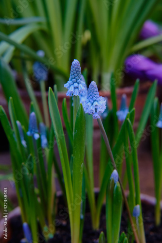 Photography Close-up of gorgeous colorful spring flowers