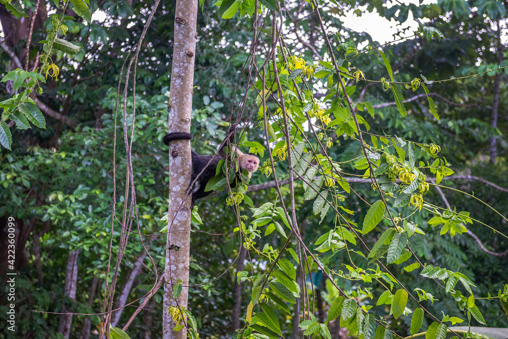 White-headed Capuchin, capucinus, black monkey sitting on the tree in the jungle forest. Wildlife of Costa Rica, Central America. White-headed Capuchin, capucinus, black monkey sitting on the tree in the jungle forest. Wildlife of Costa Rica, Central America.