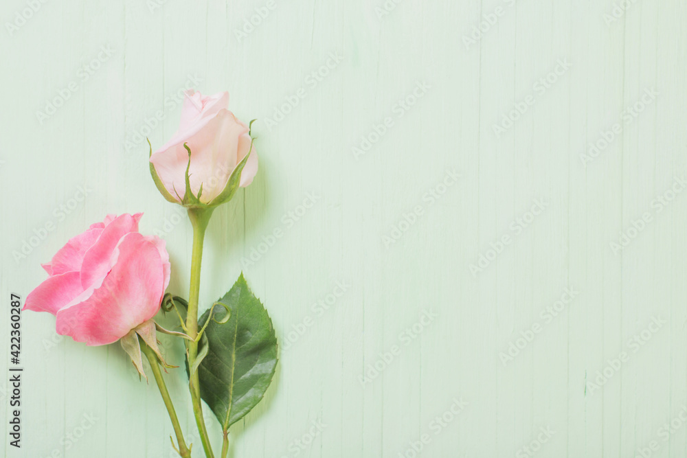 two pink roses on green wooden background