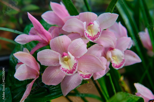Photos Close-up of gorgeous colorful spring flowers