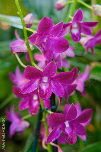 Canvas Print Close-up of gorgeous colorful spring flowers