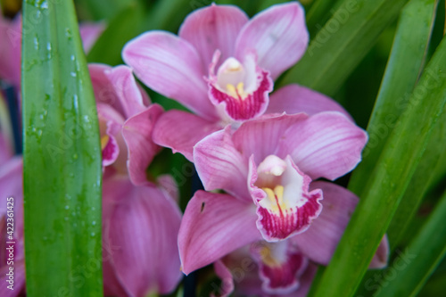 Tableau sur toile Close-up of gorgeous colorful spring flowers