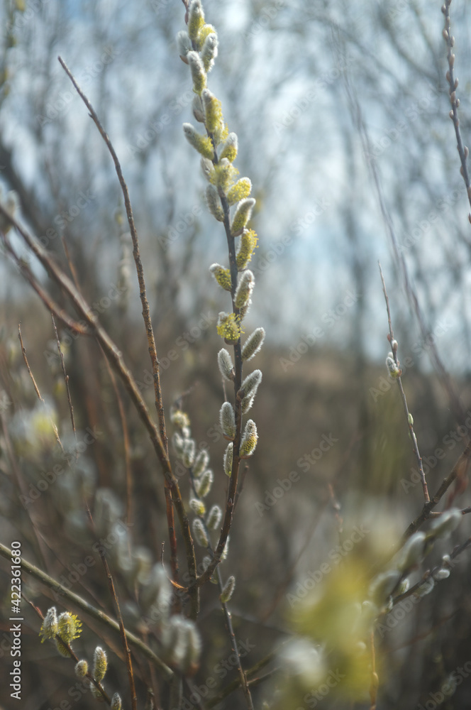 willow branch