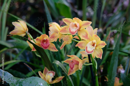 Photos Close-up of gorgeous colorful spring flowers