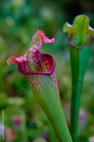 Canvas Print Close-up of gorgeous colorful spring flowers