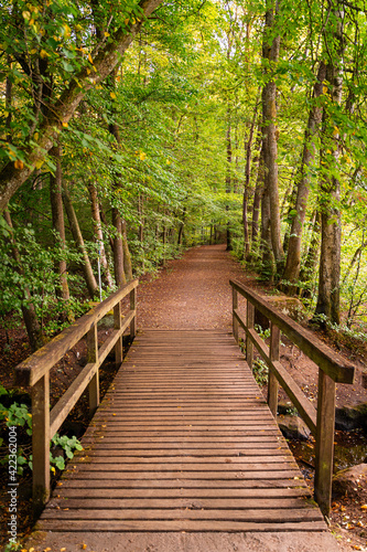 Wooden bridge in the woods