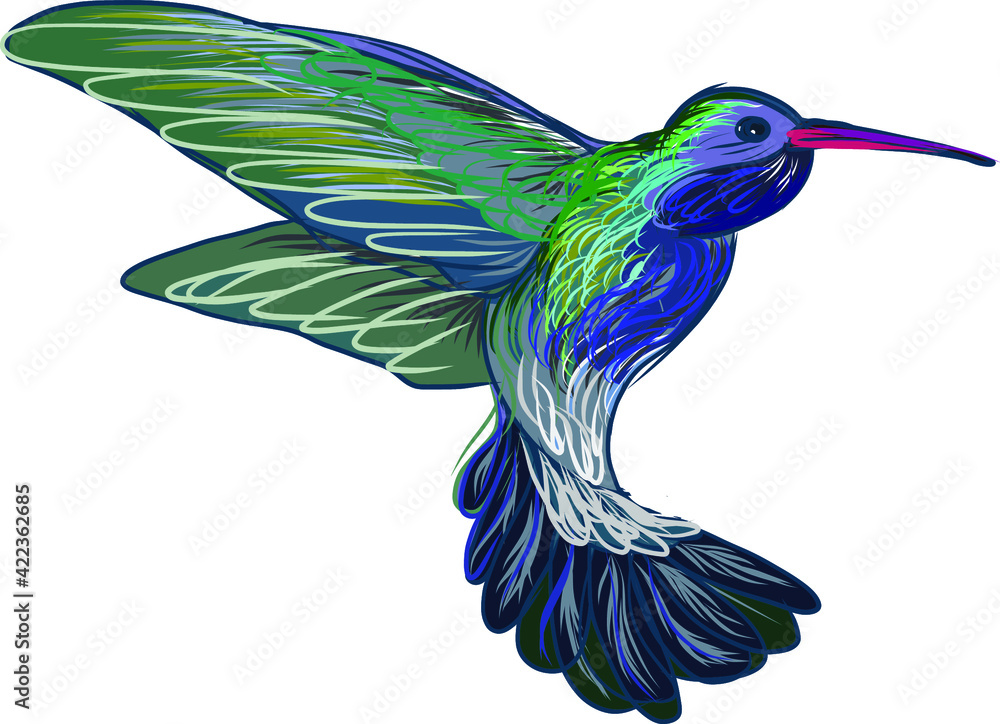 Obraz premium Hand drawn Humming bird vector
