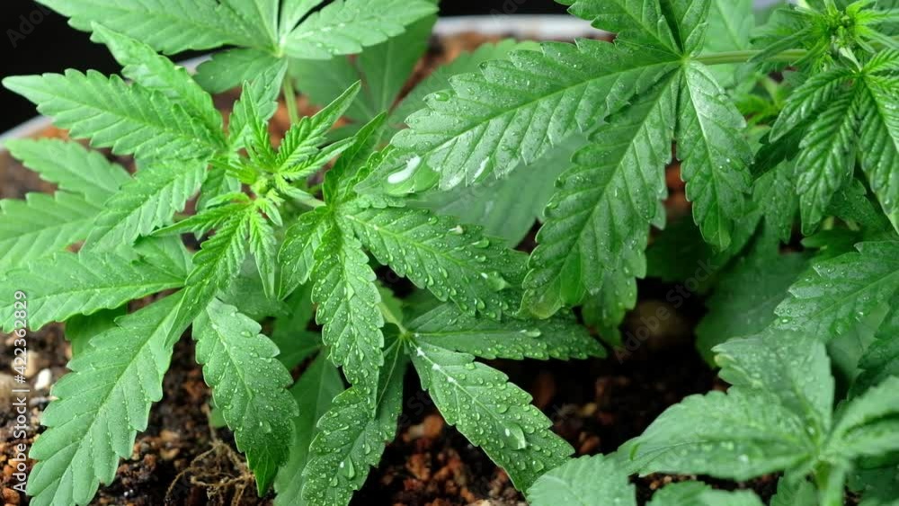 Green young medical cannabis plant leaf close-up plant marijuana naturally Health and wellbeing green cannabis. Horizontal Green young medical cannabis plant leaf close-up plant marijuana naturally Health and wellbeing green cannabis. Horizontal