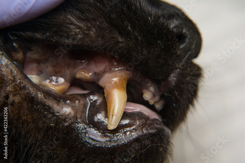 cat teeth with gingival retraction after calicivirus infection