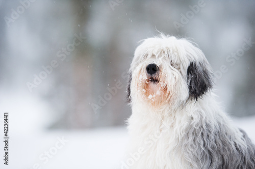 Fototapeta Polish lowland sheepdog, Polski Owczarek Nizinny, in winter snow