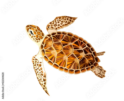 Hand drawn watercolor colorful illustration of brown and orange sea turtle isolated on white background.