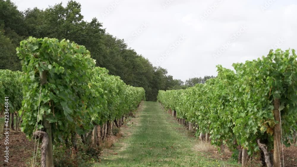 View of a row of grapevines in a South of France vineyard, with a cloudy sky View of a row of grapevines in a South of France vineyard, with a cloudy sky