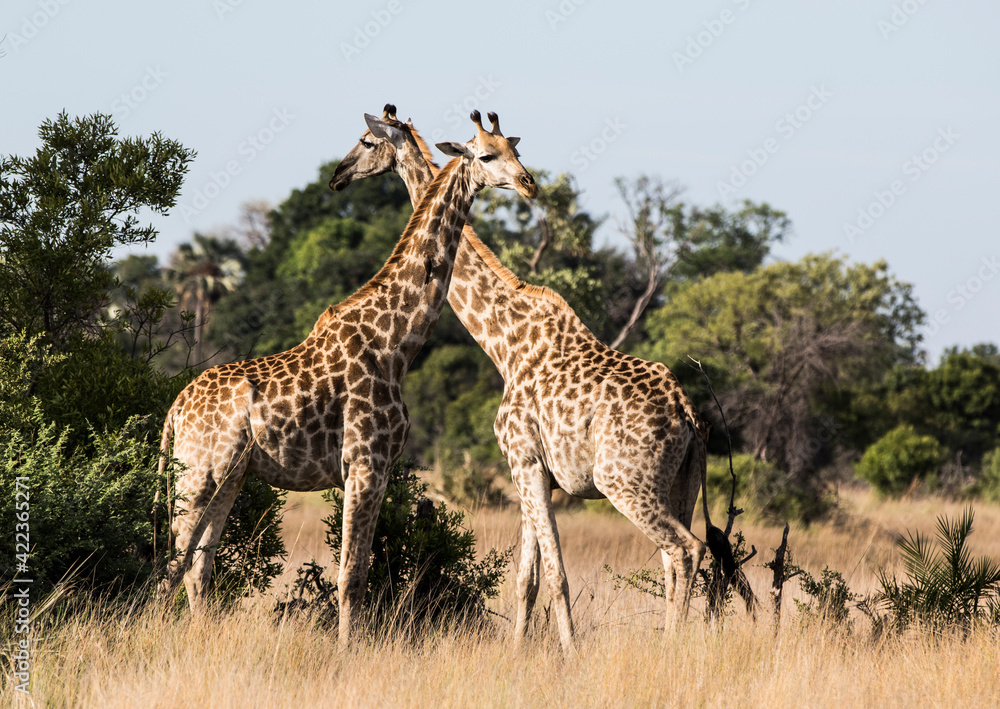 Giraffe cross Botswana Africa Okavango Delta 