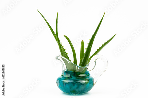 Leaves aloe  curative mask in a glass jug isolated on a white background.