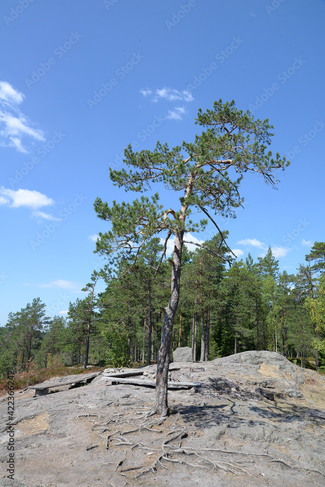 Auf dem Skuruhatt bei Eksjoe, Schweden Auf dem Skuruhatt bei Eksjoe, Schweden