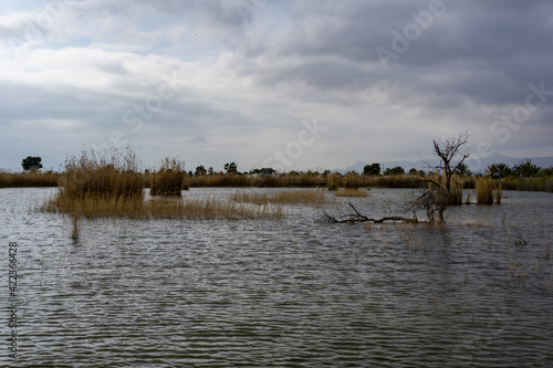 lagoon and protected wetlands with esparto grass and trees under an overcast expressive sky photo