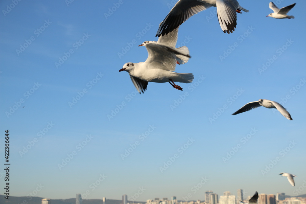cute sea gulls in Turkey, Istanbul Strait ferry ride. selective focus. cute sea gulls in Turkey, Istanbul Strait ferry ride. selective focus.