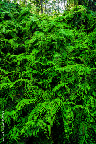 Lush natural green fern as a background