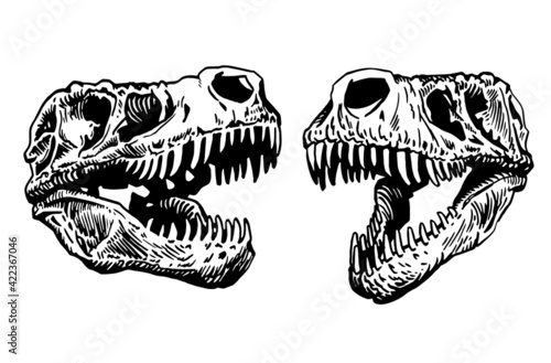 Graphical two skulls of tyrannosaurus isolated on white 