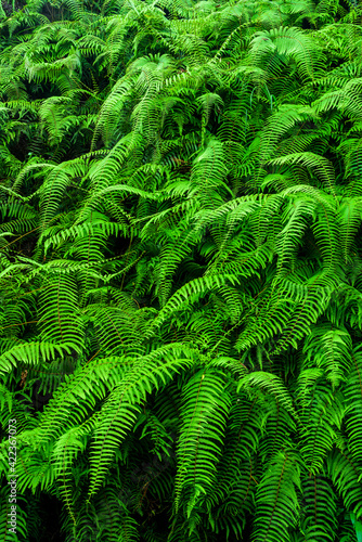 Lush natural green fern as a background