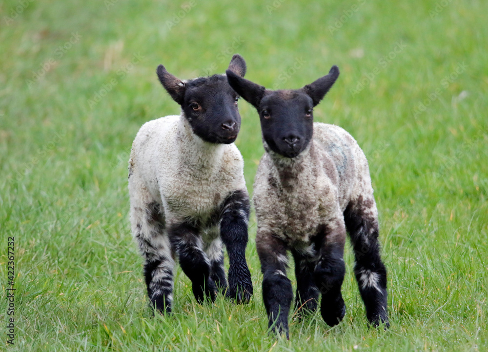Newborn lambs frolicking in Spring sunshine Newborn lambs frolicking in Spring sunshine
