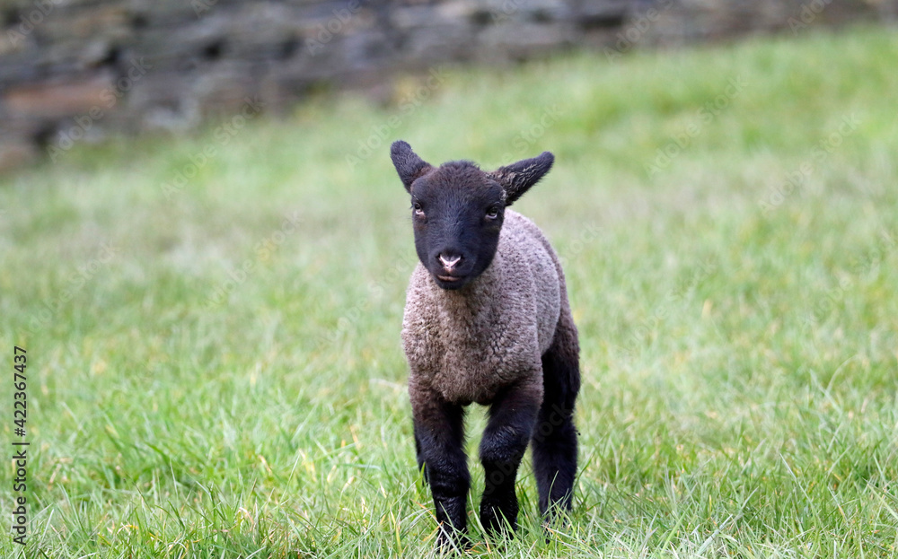 Newborn lambs frolicking in Spring sunshine