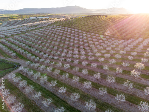 Bild auf Leinwand Rows of blooming almond trees, aerial photo
