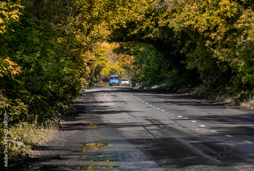 branches of trees in the autumn forest form a tunnel over a wet asphalt road along which cars travel