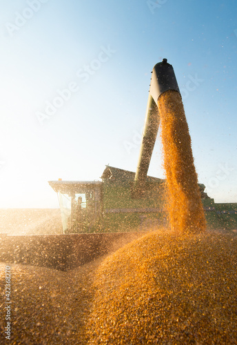 Combine harvester in evening action photo