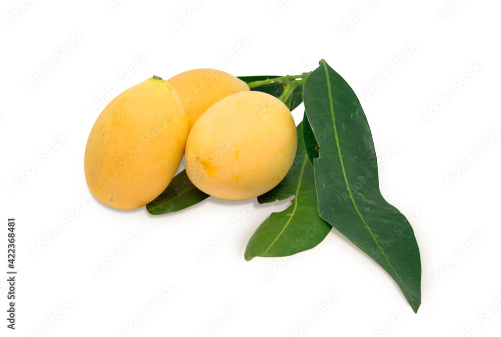 Yellow Marian Plum isolated with clipping path