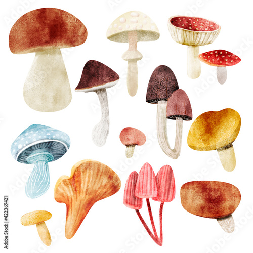 Watercolor illustration of mushrooms isolated on white background