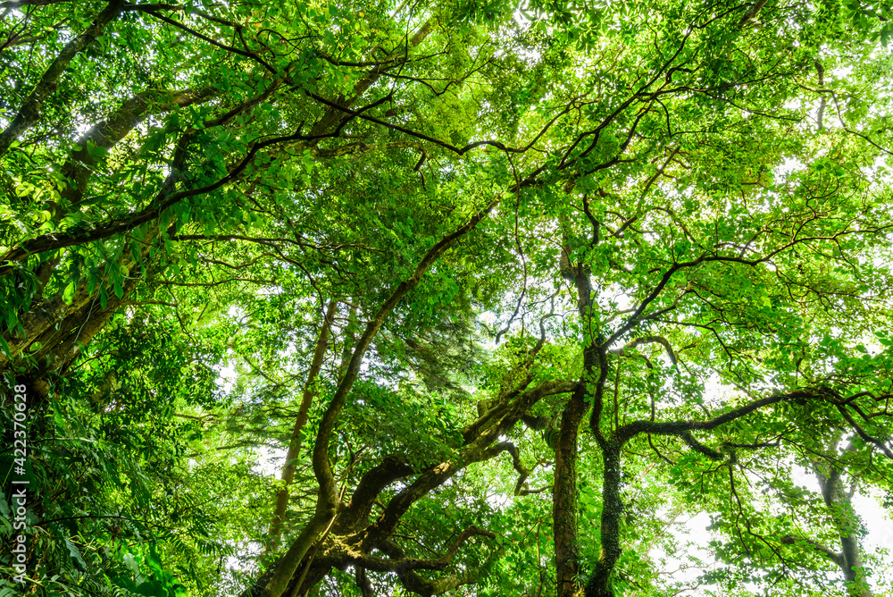 Low-angle view of verdant trees In the mountains of Pingtung, Taiwan. Low-angle view of verdant trees In the mountains of Pingtung, Taiwan.